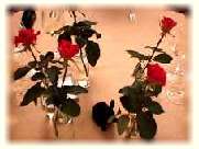 fleures